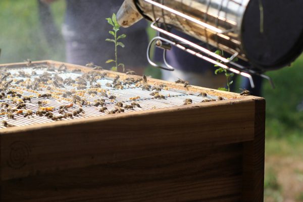 Bienen Bienen